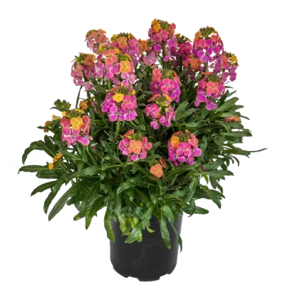 Pszonak 'Erysistible Tricolor' Erysimum hybridum