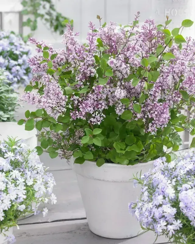 Lilak Meyera 'Flowerfesta® Purple' Syringa meyeri