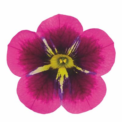 Mini Surfinia Calibrachoa Cabaret® Oko Tygrysa