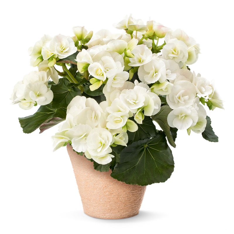 Begonia elatior 'Sunbrero® Clara'