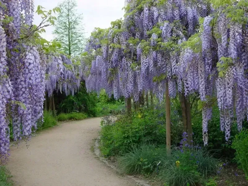Glicynia Wisteria chińska Wisteria sinensis