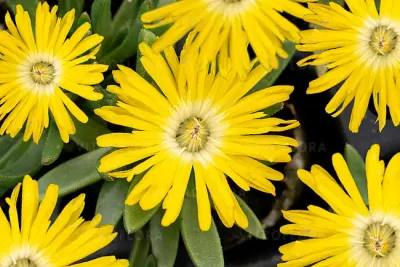 Słonecznica żółta Delosperma congestum