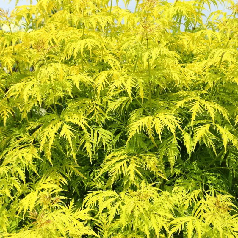 Bez koralowy 'Plumosa Aurea' Sambucus racemosa