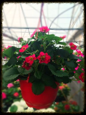 Truskawka 'Toscana' w koszu ample Fragaria ananassa