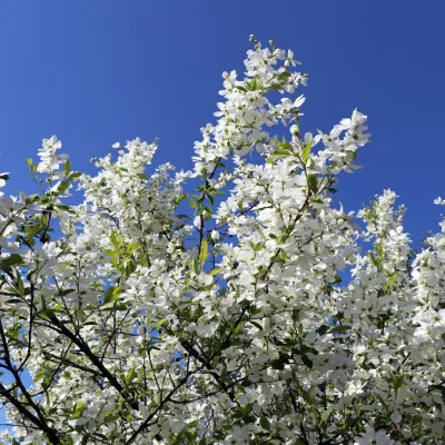 Obiela 'Magical SpringTime' Exochorda