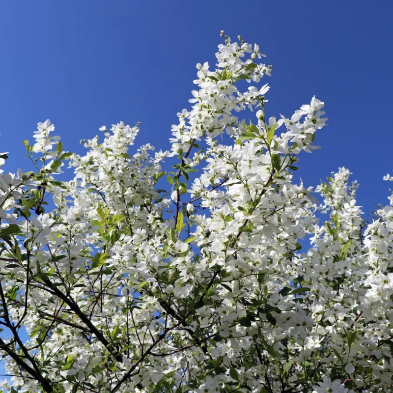 Obiela 'Magical SpringTime' Exochorda
