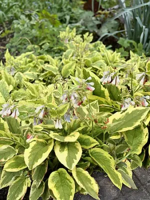 Żywokost wielkokwiatowy 'Goldsmith' Symphutum