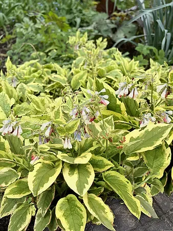 Żywokost wielkokwiatowy 'Goldsmith' Symphutum