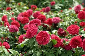 Róża rabatowa z certyfikatem ADR 'Red Leonardo Da Vinci' Rosa