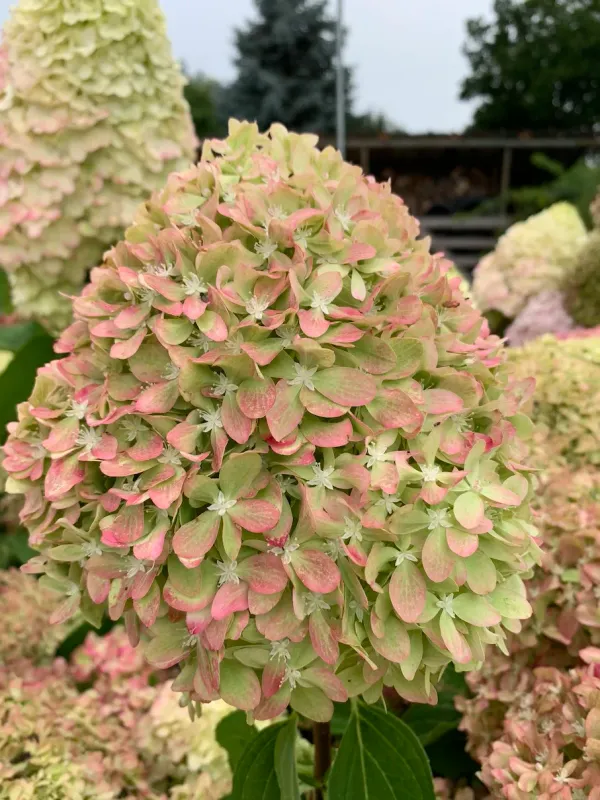 Hortensja bukietowa 'Pixio' Hydrangea paniculata