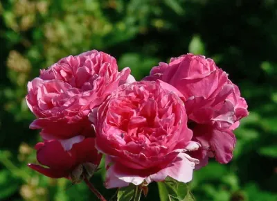 Róża wielkokwiatowa z certyfikatem ADR 'Line Renaud' Rosa