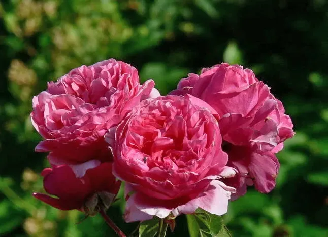 Róża wielkokwiatowa z certyfikatem ADR 'Line Renaud' Rosa