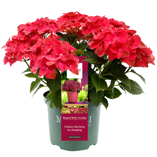Hortensja ogrodowa 'Magical® Ruby Tuesday' Hydrangea macrophylla