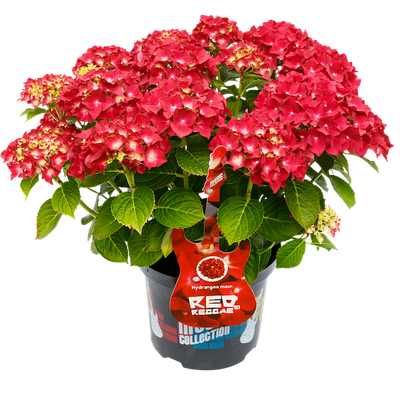 Hortensja kwitnąca na jednorocznych pędach 'Music Collection® Red Reggae®' Hydrangea macrophylla