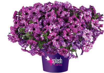 Petunia zwisająca 'Purple Polka' w koszu ample Petunia hybrida