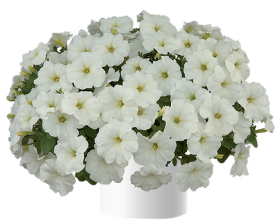 Petunia zwisająca królowa śniegu w koszu ample Petunia hybrida