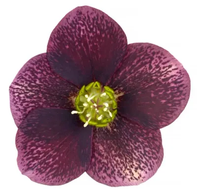 Ciemiernik 'Glamour™ Bijoux' Helleborus