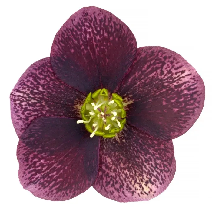 Ciemiernik 'Glamour™ Bijoux' Helleborus