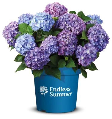 Hortensja ogrodowa Endless Summer® 'Bloomstar Blue' Hydrangea macrophylla