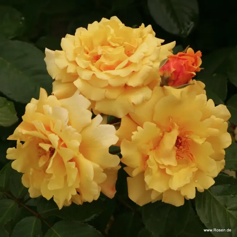 Róża pnąca z certyfikatem ADR 'Postillon' Rosa