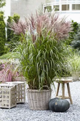 Miskant chiński 'Volcano' Miscanthus sinensis