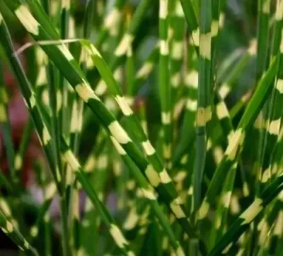 Miskant chiński 'Strictus Draft' Miscanthus sinensis