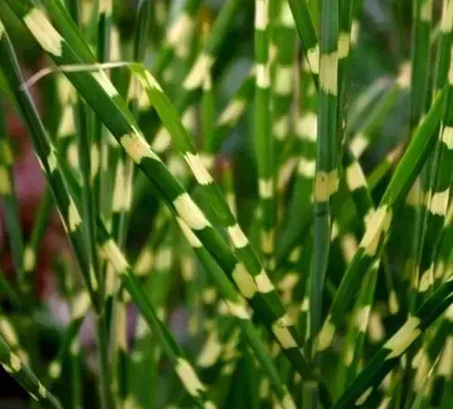 Miskant chiński 'Strictus Draft' Miscanthus sinensis