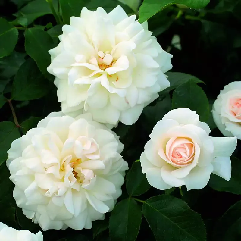 Róża rabatowa z certyfikatem ADR 'Carte Blanche' Rosa