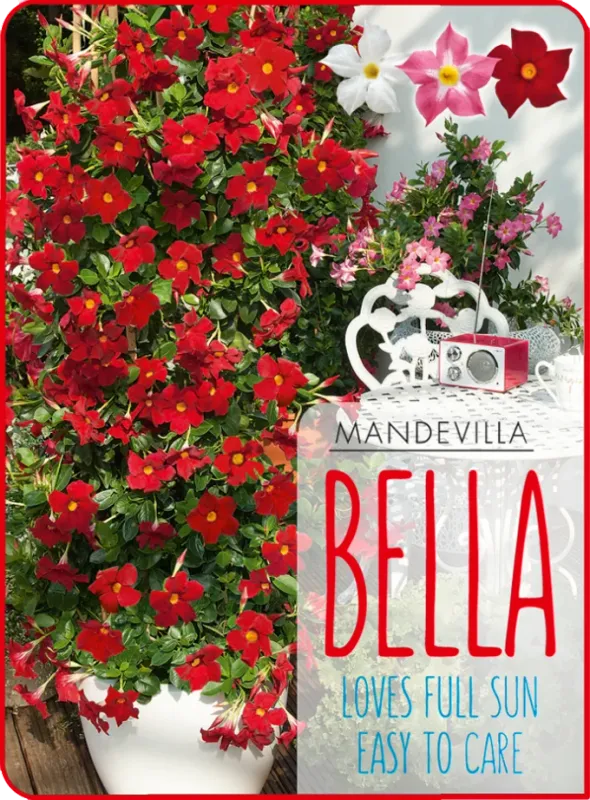 Dipladenia 'Bella Scarlet' Mandevilla