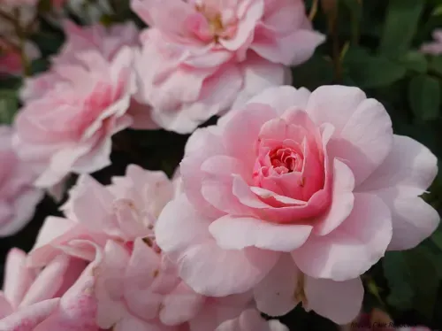 Róża rabatowa z certyfikatem ADR 'Bonica' Rosa