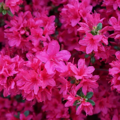 Azalia japońska 'Rubinetta' Azalea japonica