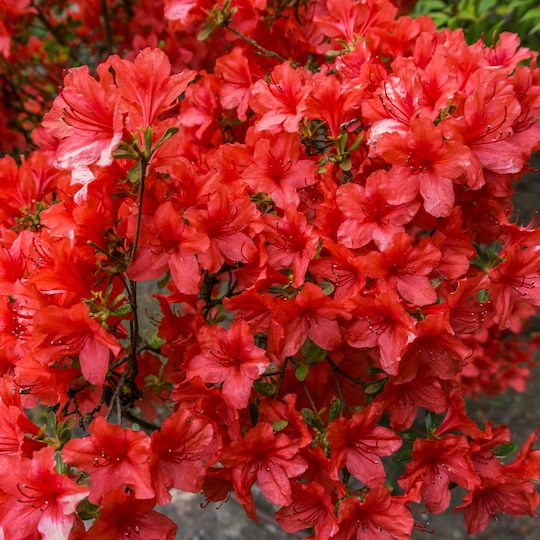 Azalia japońska 'Orange Beauty' Azalea japonica