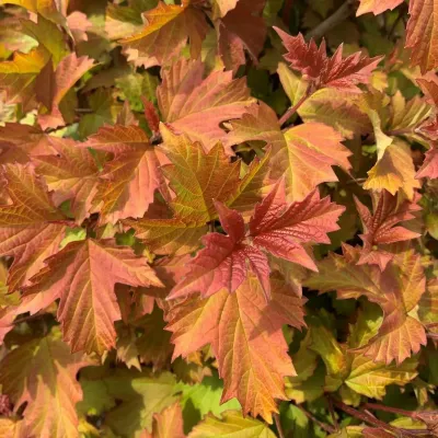Kalina koralowa 'Oh Canada' Viburnum opulus