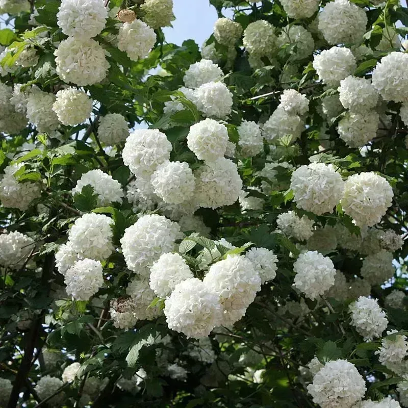Kalina koralowa 'Roseum' Viburnum opulus