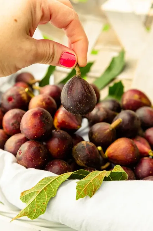 Figowiec pospolity 'Little Miss Figgy' Ficus carica