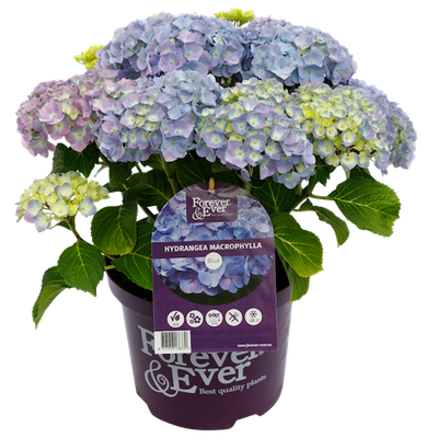 Hortensja kwitnąca co roku ogrodowa Forever &amp; Ever® Blue Hydrangea macrophylla