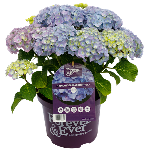 Hortensja kwitnąca co roku ogrodowa Forever &amp; Ever® Blue Hydrangea macrophylla