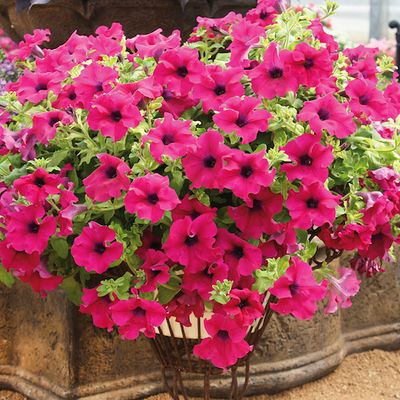 Surfinia zwisająca 'Giant Purple' Petunia hybrida