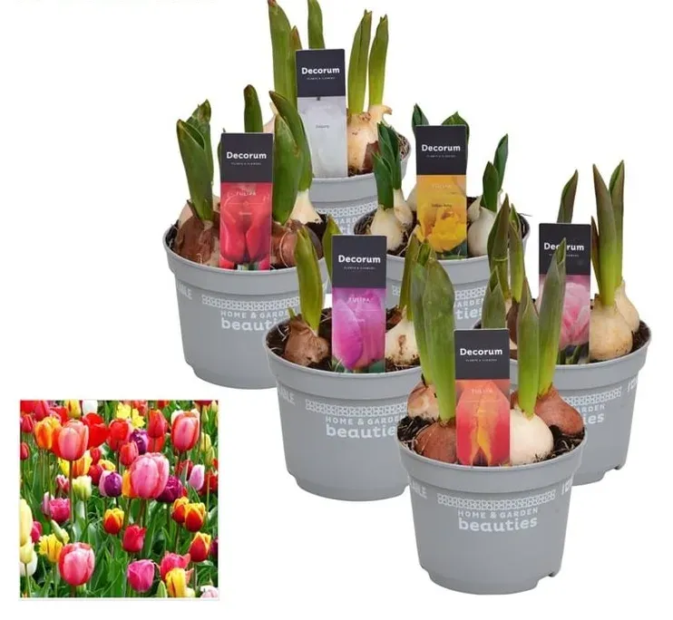 Tulipan mix kolorów Tulipa