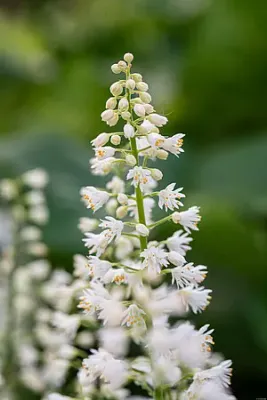 Żuraweczka 'Diamond Revolution' Heucherella hybrida