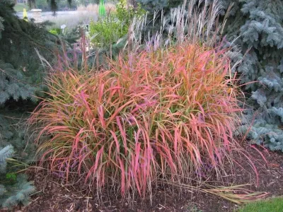 Miskant chiński 'Purple Fall' Miscanthus sinensis