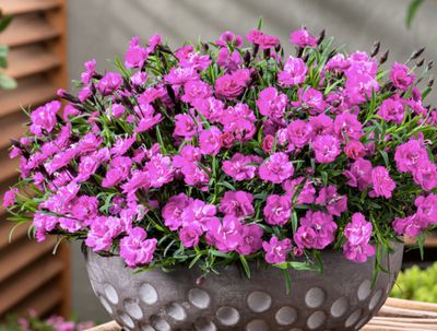 Goździk 'Mountain Frost™ Collection Pink PomPom' Dianthus hybrida