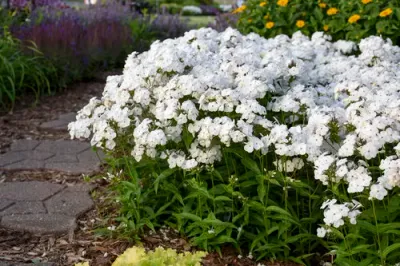 Floks wiechowaty 'Opening Act White' Phlox paniculata