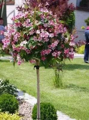 Krzewuszka na pniu 'Styriaca' Weigela