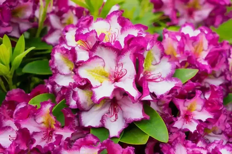 Rododendron Różanecznik 'HappyDENDRON® Inkarho®' Rhododendron