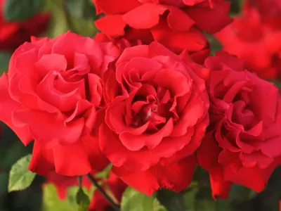 Róża wielkokwiatowa z certyfikatem ADR 'Grande Amore'® Rosa