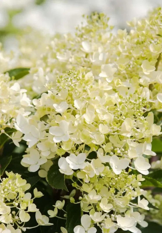 Hortensja bukietowa 'Living Milk &amp; Honey'® Hydrangea