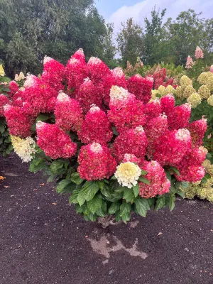 Hortensja bukietowa 'Living Red Velvet'® Hydrangea paniculata