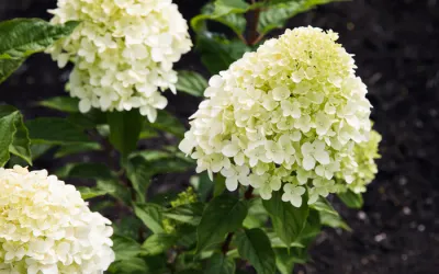 Hortensja bukietowa 'Living Cotton Cream' Hydrangea paniculata