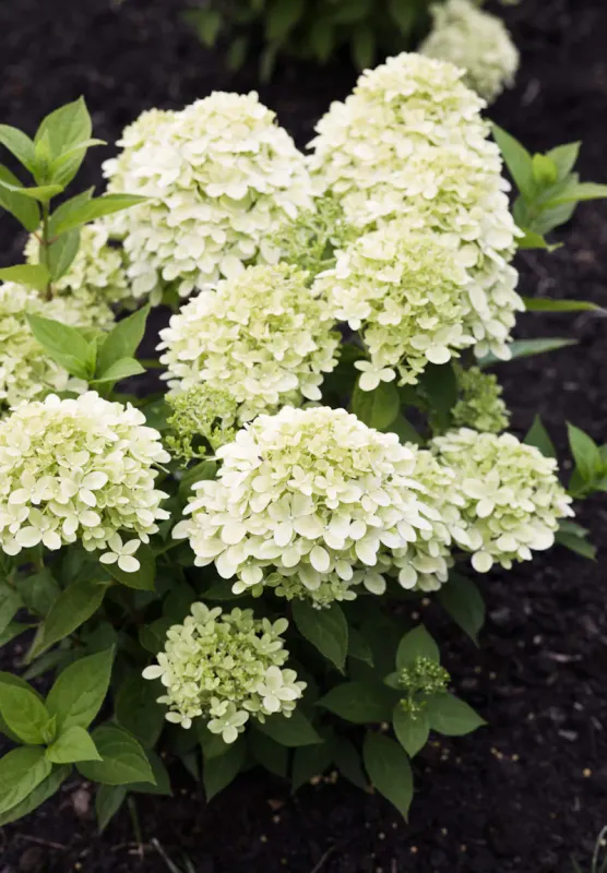 Hortensja bukietowa 'Living Little Passion'® Hydrangea paniculata
